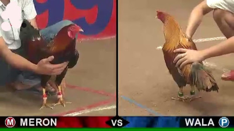 Đá gà V9Bet