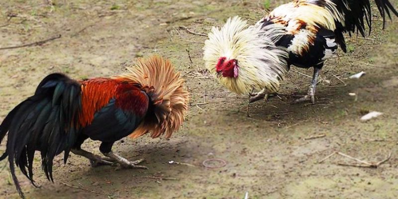 Sức hấp dẫn không thể chối từ của đá gà cựa sắt 4 Chiến kê tham gia đá gà cựa sắt phải có khung xương vững chắc và to khỏe